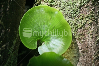 Bright green kidney shaped leaf of a forest floor plant, soft focus.