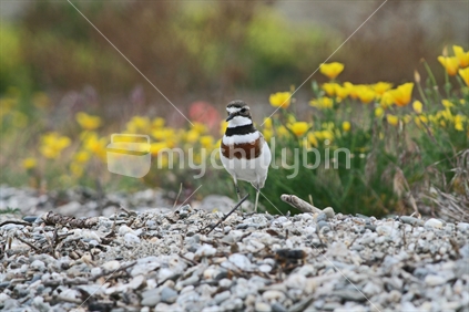 A Banded Dotterel keeping watch for its chicks.