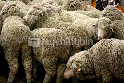 In spring sheep of all breeds are brought down from the hills for shearing, these are merino sheep waiting to be shorn