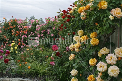A profusion of colour of climbing roses against a vertical wooden fence in our back garden, New Zealand.