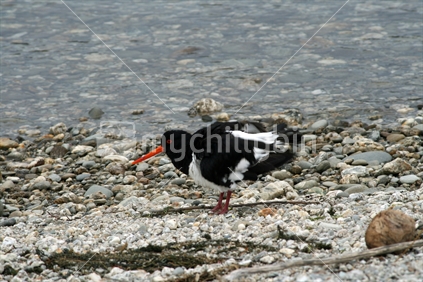 A pied oystercatcher with threatening posture from ruffling its feathers.