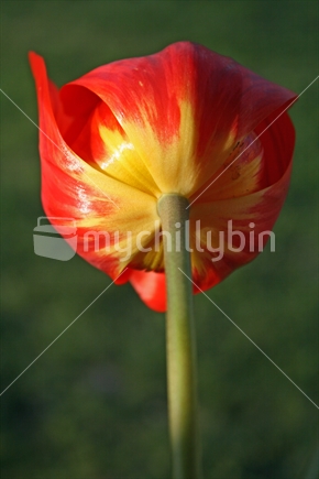 Beautiful bright colours of the back of a tulip flower, closeup. (Small insect damage) 