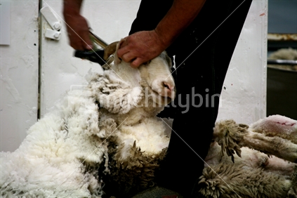 An adult merino sheep being shorn in a shearing shed, New Zealand