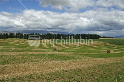Large bales of lucerne sitting in a field of mown stripes, Central Otago, South Island,