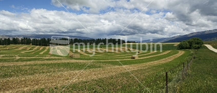 Panorama image of large bales of lucerne sitting in a field of mown stripes, Central Otago, South Island,