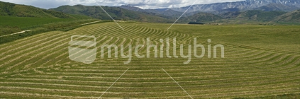 Panorama image of large a field of mown stripes, after bales of lucerne have been picked up. Central Otago, South Island,
