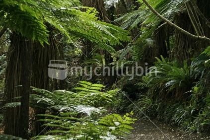 Beautiful soft green ferns and  trees lining a footpath, with dappled light.