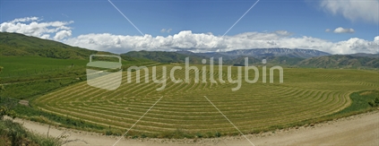 Panorama of mown crop fields, and green pasture, Central Otago, South Island.