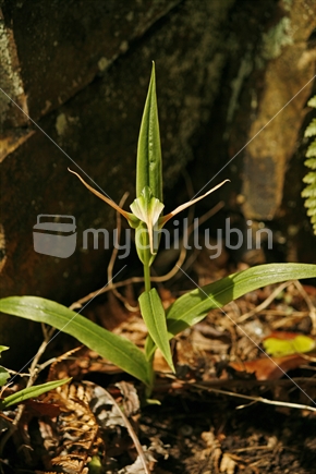 A delicate green native orchid flower nestled amongst native trees, on the New Zealand forest floor.