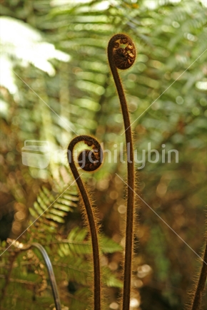 Two tall koru with a background of blurred ponga.