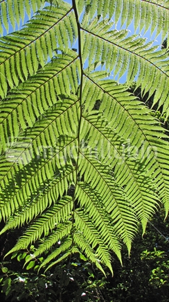 A single mature fern frond of a native ponga tree.