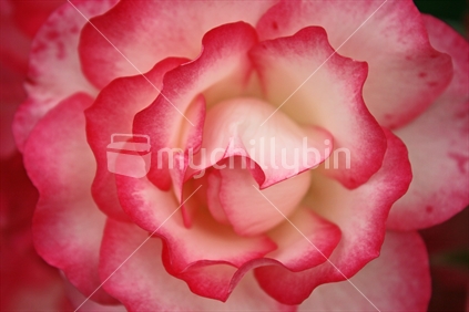 Closeup detail of pink edged rose petals.