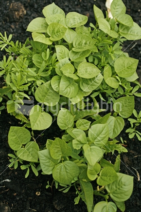 a crop of mixed green salad vegetables, mung bean, adzuki bean and brown lentils, growing in dark, rich composted soil.