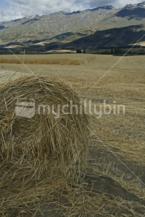 A roll of straw in a field of partially cut wheat. Central Otago.