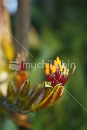 Closeup of flax flowers against blurred bush.