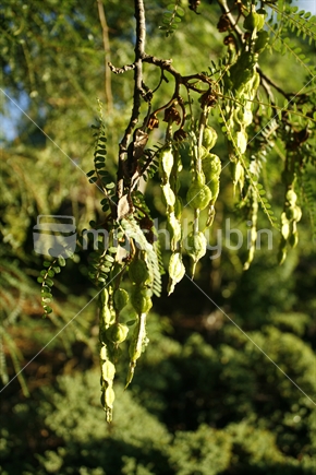 bunches of young seedpods of a native kowhai tree.