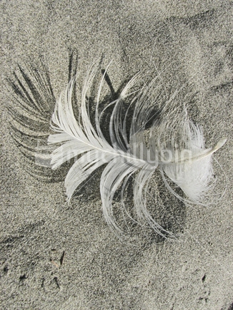 The feather of a sea bird, fallen on the sand, shadows cast by sunlight.