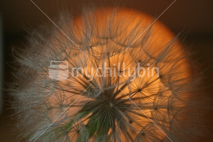Closeup of a large seedhead of a wildflower against a moonlike orange globe.