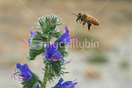 Vipos buglos flowers (focus) and arriving bee, Central Otago, New Zealand