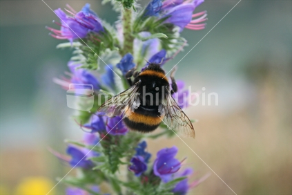 A bumble bee (focus) pollinating Vipos Buglos flowers, Central Otago, New Zealand