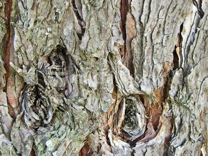 Closeup textures of a pine tree bark.