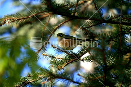 A little waxeye (native NZ bird) trying to hide in the branches of a pine tree, New Zealand