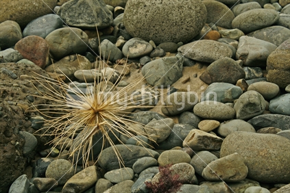 A lone tumbleweed sitting amongst rocks and stones on a New Zealand beach.