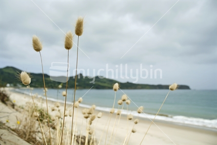 Fluffy pom pom weeds (focus), on the edge of a Hokianga Harbour beach, with South Head Peninsula in the distance.