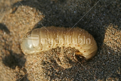 A large huhu grub burrowing in the sand.