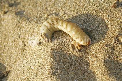 A large huhu grub burrowing in the sand.