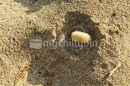 A large huhu grub burrowing out of the sand.