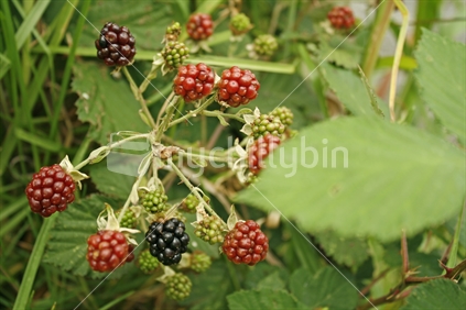 A bunch of wild blackberries ranging in ripeness, from green to ready.