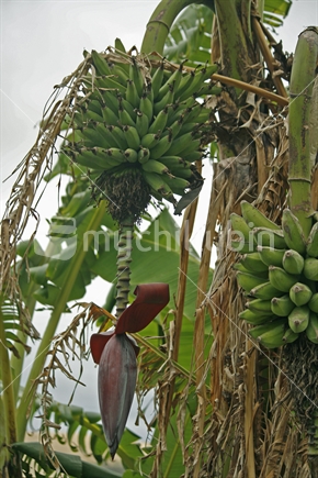 Banana Palm with two huge bunches of green bananas amongst green and dead leaves hanging from the palm.