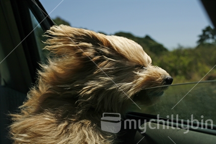 A wee dog enjoying the wind in her face, while travelling along a dusty country road.
