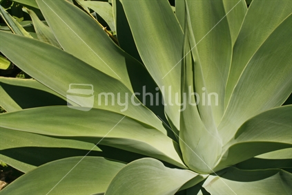 Closeup of the formation and leaves of a new central spike of the agave plant.