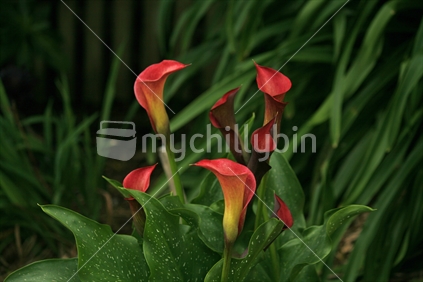 A cluster of calla lillies growing in a garden.