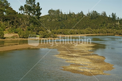 An island of shelly sand, exposed by low tide in a tidal estuary banked by mangrove trees, which are a natural reclamation of tidal areas. Bay of Islands, Northland
