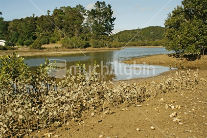A muddy river bank of a tidal estuary, with young mangrove trees and oysters in the foreground.  Bay of Islands, Northland.
