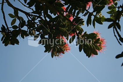 Looking from beneath a branch of bright red pohutukawa flowers against a clear blue sky.