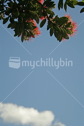 Looking from beneath a branch of bright red pohutukawa flowers against a clear blue sky and soft white clouds.