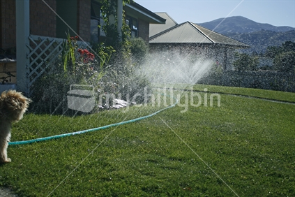 Irrigating the front lawn with a soak hose.