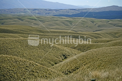 Softly rolling tussock covered farmland stretching into the distance.  Central Otago.