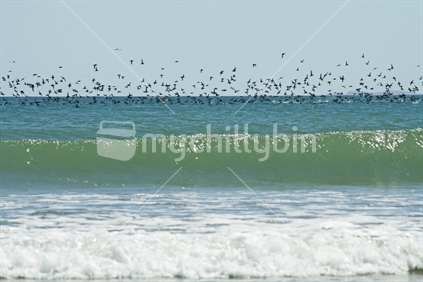 Masses of black petrels feeding just off the shore at Oreti Beach, Southland.