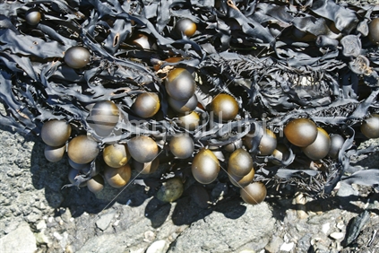 A bunch of seaweed with bronze coloured bauble seed heads, washed ashore.