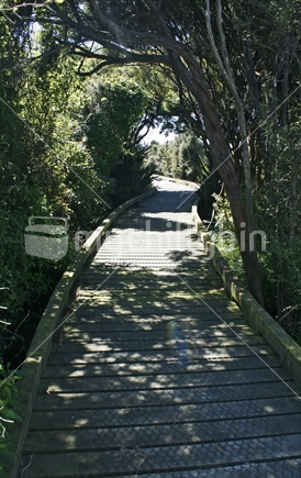 A public walkway over wetlands, in shadow, through a canopy of trees, leading to Greenpoint shipwreck bay.