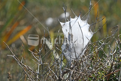 A white spiders web on a spiky bush.