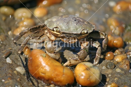 A medium sized crab, sunning itself on the ebb tide in a tidal estuary.