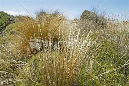Native tussock grasses.