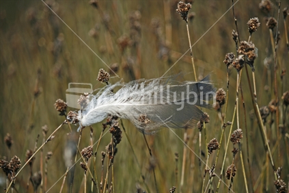 A bird''s feather caught in rush reeds.