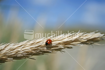 A wee red spotted ladybug feeding on a marram grass seedhead.